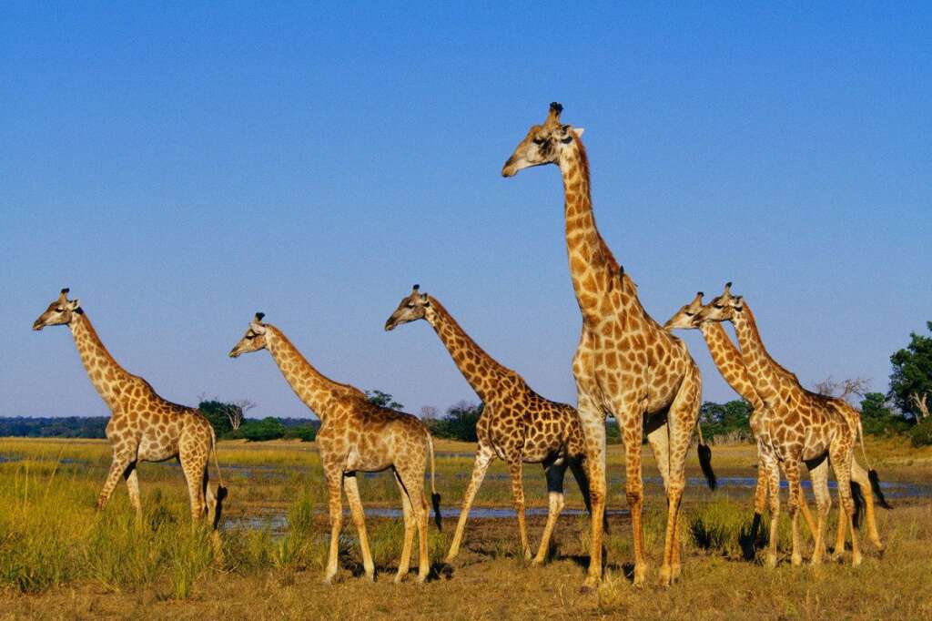 De la girafe dans des bâtonnets d'Antilope - Le 1er mars, des chercheurs d'Afrique du Sud ont réalisé des tests sur des bâtonnets de viande séchée d'Antilope.  <a href="http://www.lemonde.fr/economie/article/2013/03/01/de-la-viande-de-girafe-dans-des-batonnets-d-antilope-en-afrique-du-sud_1841529_3234.html">Ils ont été étonnés de trouver plusieurs autres viandes</a>, dont du cheval et du porc, mais aussi... du kangourou et de la girafe