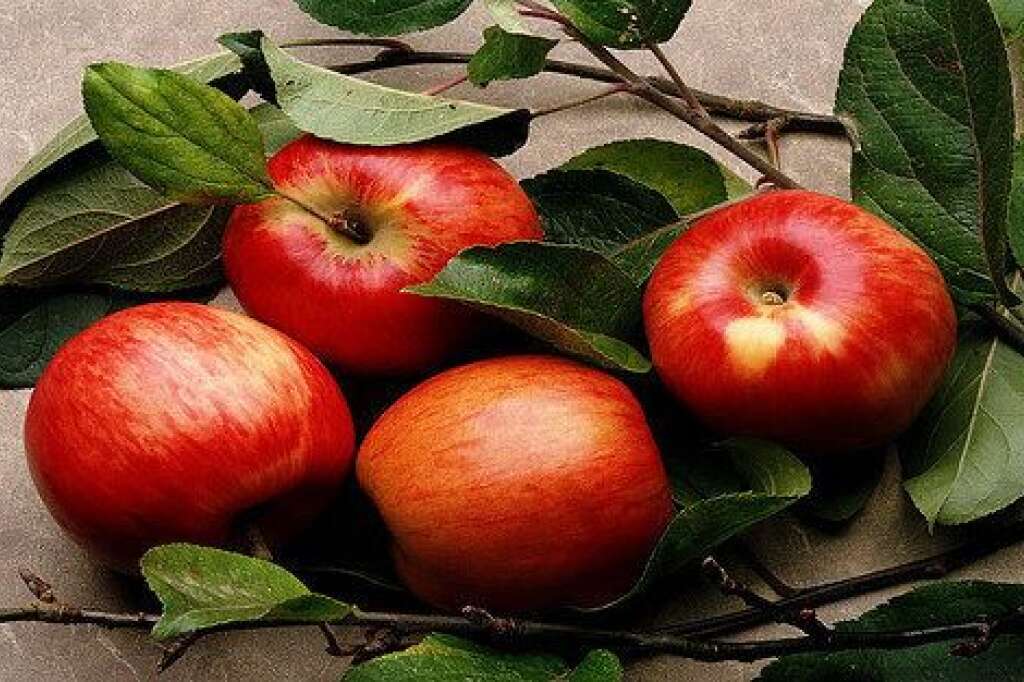 Les fruits à pépins (pommes, poires,etc.) - "La pomme est extrêmement attaquée par les vers et autres insectes, rappelle Claude Aubert. Elle est la plante la plus traitée en France." Résultat: 65,2% des échantillons de pommes et poires, rangées dans la catégorie des fruits à pépins, étaient porteurs de résidus de pesticides.