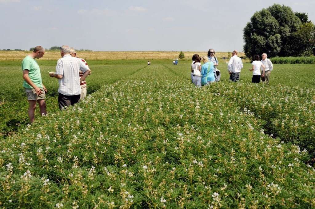Champs de lupin - La plante est cultivée sur des sols bio aux Pays-Bas.