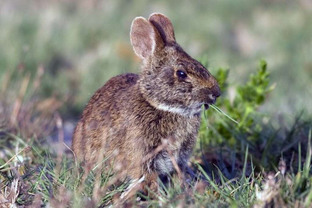 Sylvilagus palustris hefneri - Le fondateur de Playboy, Hugh Hefner, avait pris le lapin comme symbole des playmates. La nature le lui rend bien.