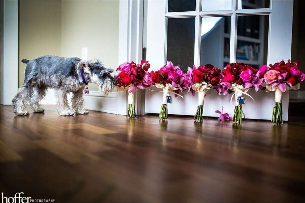 One Of These Things Is Not Like The Others - Take it from this mini schnauzer: It's important to stop and smell the flowers, even on your wedding day!  <span style="font-size:10px;"><em>Photo Credit: <a href="http://hofferphotography.com" target="_hplink">Hoffer Photography</a></em></span>