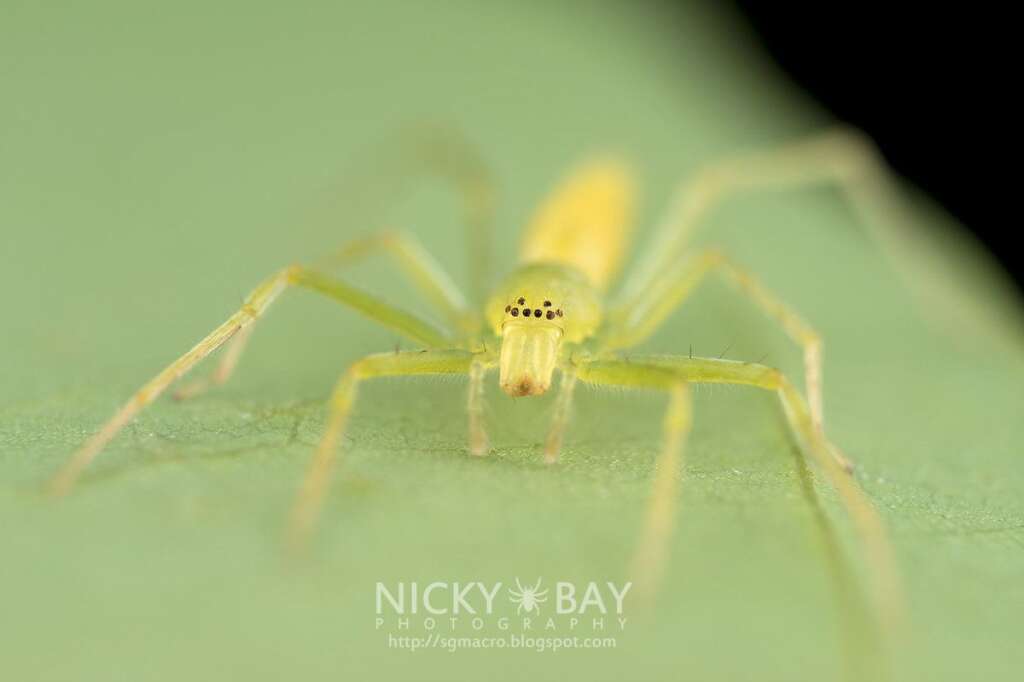 Clubionidae - Photo: <a href="http://sgmacro.blogspot.fr/" target="_blank">Nicky Bay</a>