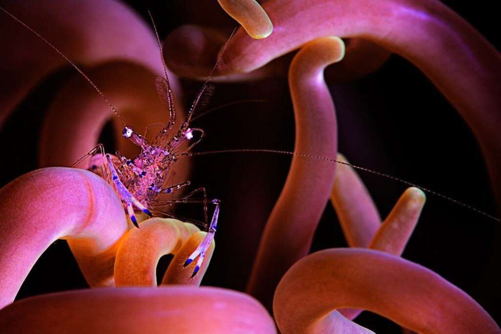 Macro - Première Place - Beth Watson - Une crevette anémone à Puerto Galera, Philippines.