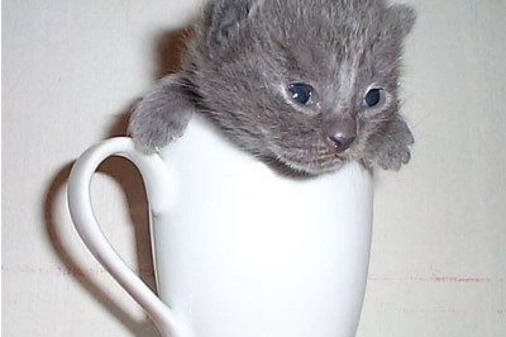 Peek-A-Boo - Did you want some coffee?
