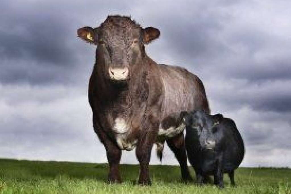 - Swallow, an 11-year-old sheep-sized cow from the West Yorkshire region of England, is one of the stars of the 2011 edition of "Guinness World Records." This 33-inch-high Dexter is the world's smallest cow.