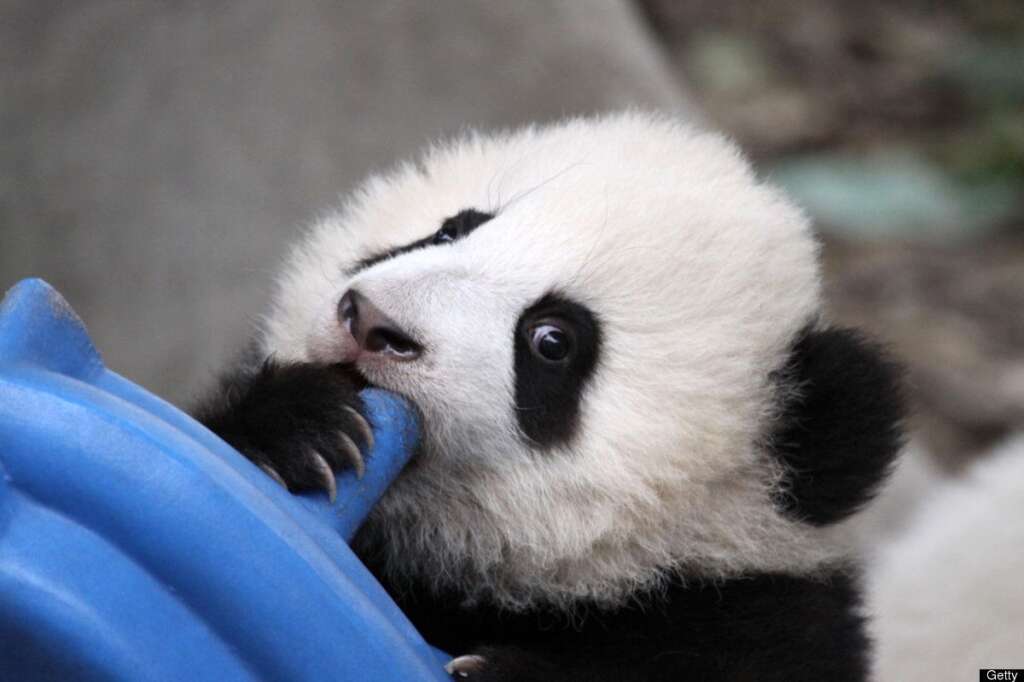 - Un bébé panda joue dans un centre de recherche à Chengdu, en Chine.