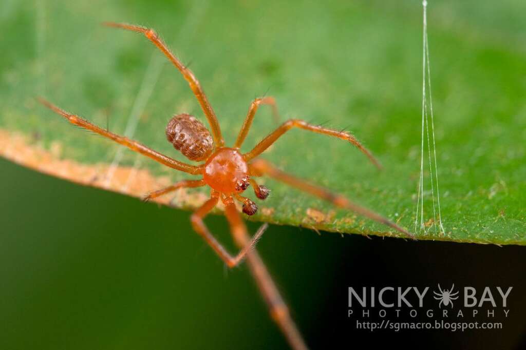 Theridiidae - Photo: <a href="http://sgmacro.blogspot.fr/" target="_blank">Nicky Bay</a>