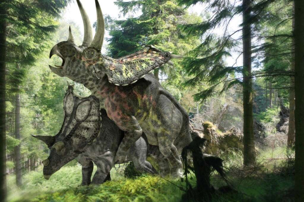 - Pentaceratops dinosaurs mating. (Jose Antonio Penas, Science Photo Library)