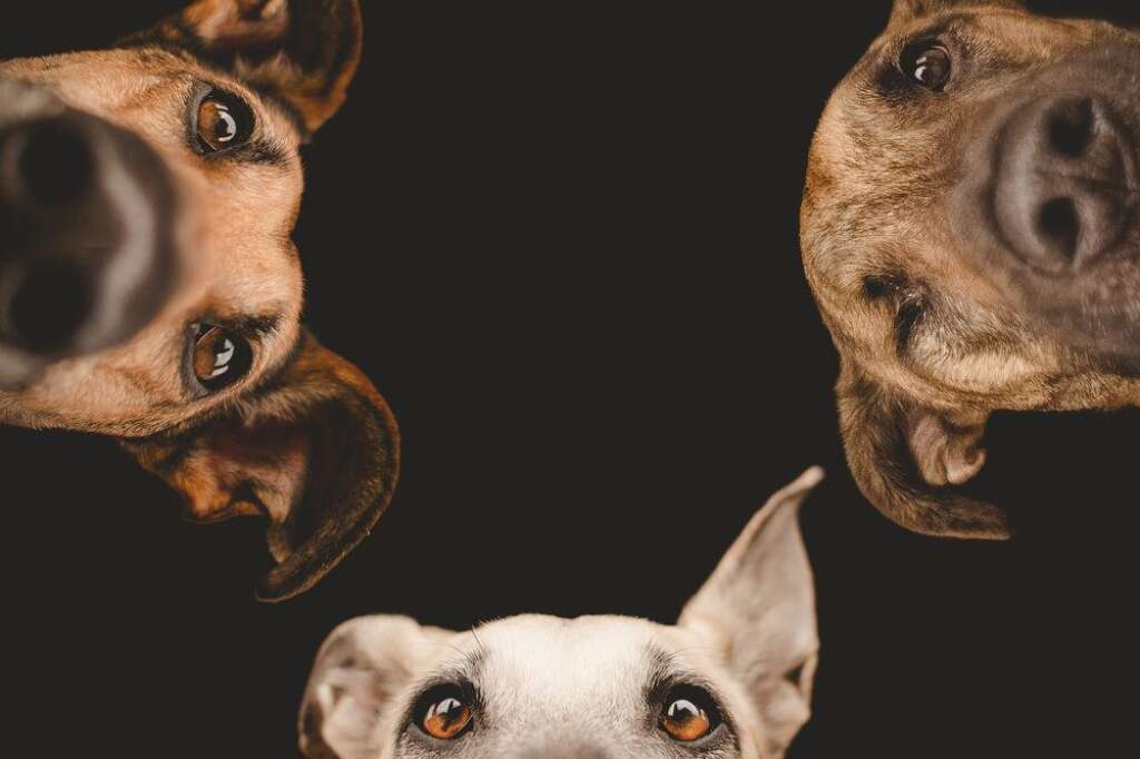 Is She Awake - <a href="https://www.facebook.com/pages/Wieselblitz/113760441993521">Elke Vogelsang</a>/<a href="http://wieselblitz.de/en/">wieselblitz.de</a>