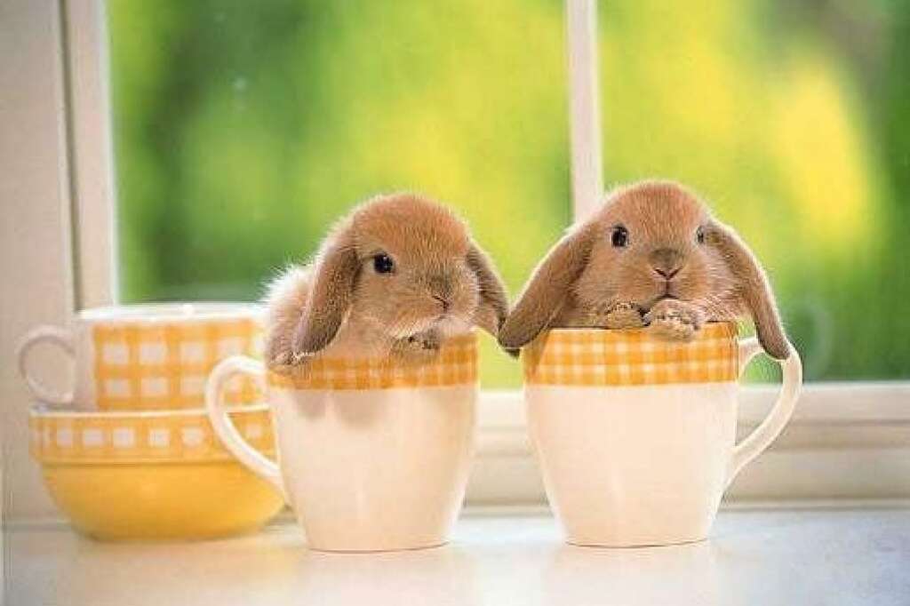 Beautiful Bunnies - These mugs were meant for us to lounge in.