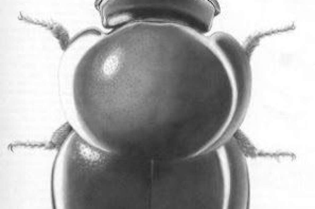 Agathidium rumsfeldi, cheneyi ou bushi - Une sorte de scarabée proche de la famille des bousiers.
