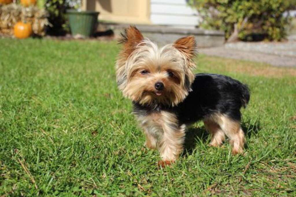 World's Smallest Working Dog - Lucy, a mini Yorkshire terrier from Absecon, New Jersey, is now in the Guinness Book of World Records. Weighing just 2 1/2 pounds, Lucy was named the world's smallest working dog last week, bumping out a 6.6-pound police dog in Japan.