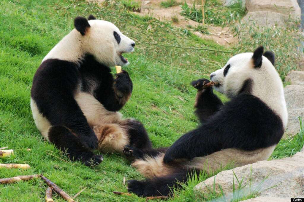 - Deux pandas savourant un repas de bambou.