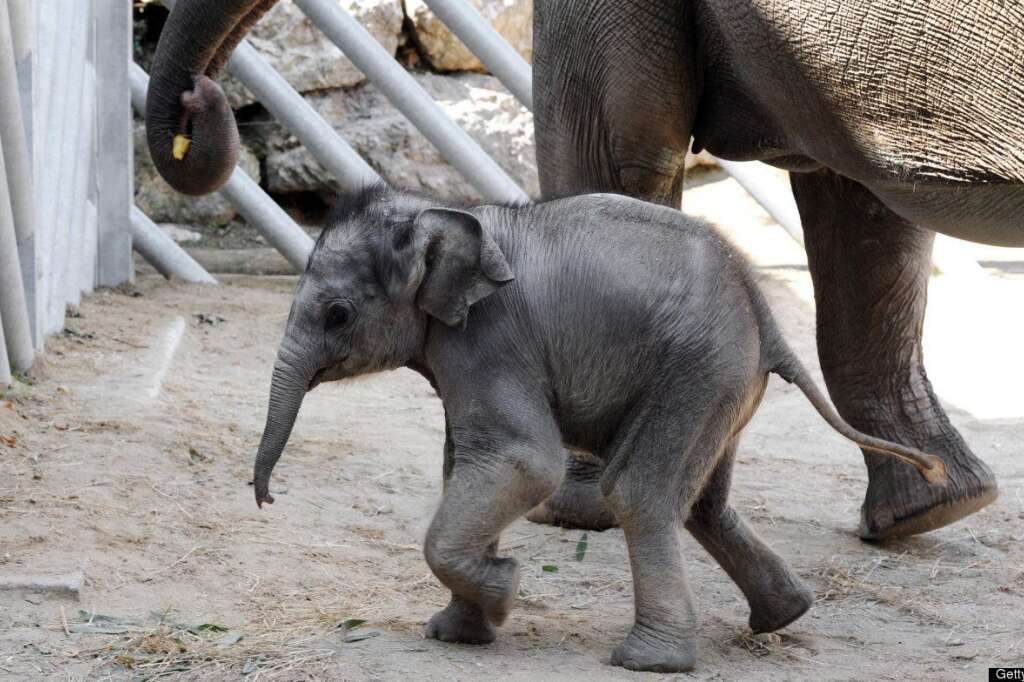 - Un éléphanteau près de sa mère au zoo de Pont-Scorff, dans l'ouest de la France.