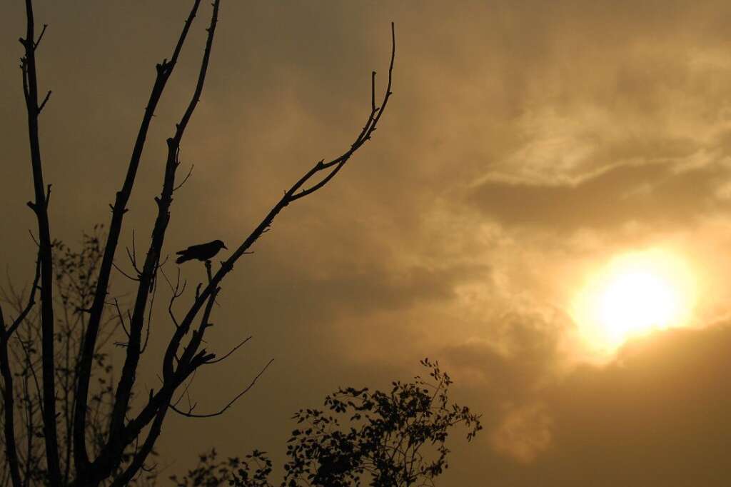 Waldo Canyon Fire - A raven sits in a barren tree as the sun sets near a wildfire west of Colorado Springs, Colo. on Sunday, June 24, 2012. The fire erupted Saturday and grew out of control to more than 3 square miles early Sunday, prompting the evacuation of more than 11,000 residents and an unknown number of tourists. (AP Photo/Bryan Oller)