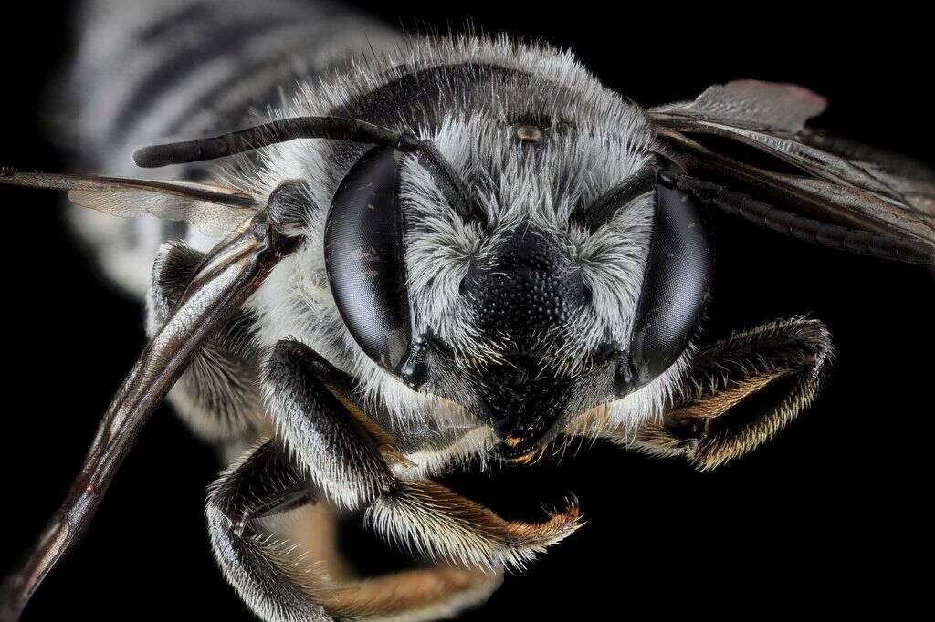 Megachile texana -