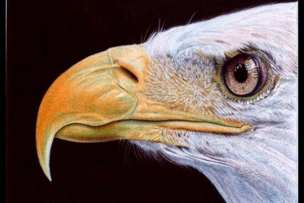 "Bald Eagle" (Aigle royal) - Dessin au stylo à bille