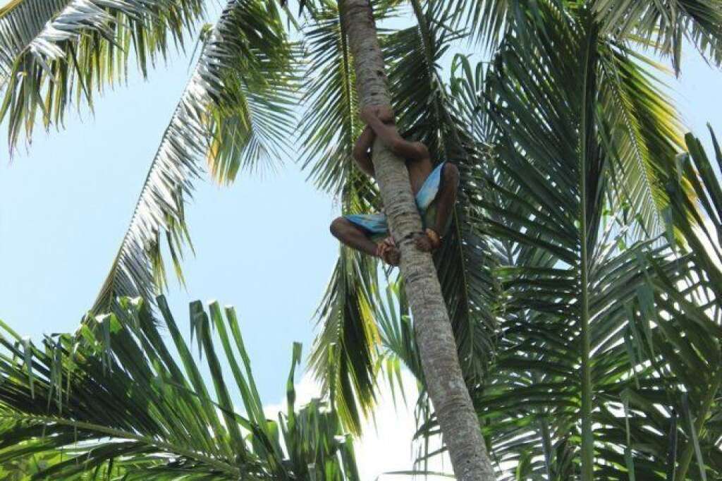 - on grimpe aux palmiers chercher des noix de coco fraîches à boire