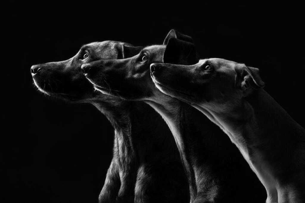 Silhouettes - <a href="https://www.facebook.com/pages/Wieselblitz/113760441993521">Elke Vogelsang</a>/<a href="http://wieselblitz.de/en/">wieselblitz.de</a>