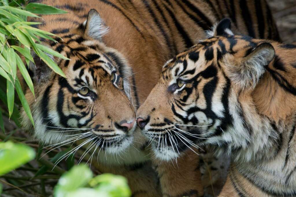 - Deux tigres de Sumatra se reniflent au zoo de Francfort, en Allemagne.