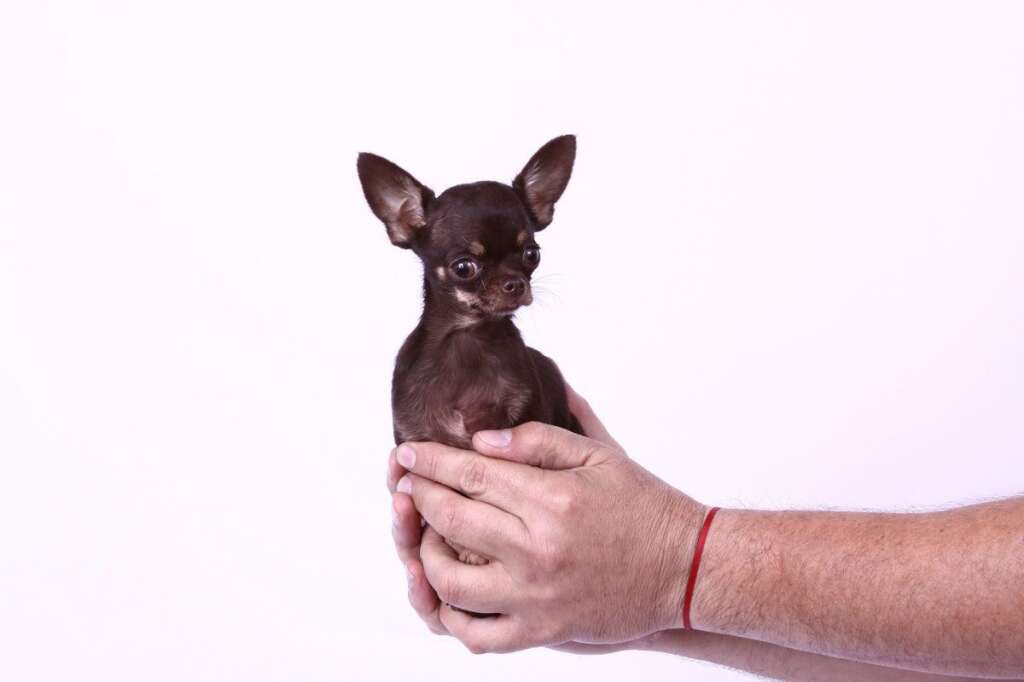 Le chien le plus petit (et en vie) - Le plus petit des chiens en vie s'appelle Milly C'est une femelle Chihuahua de Porto Rico, mesurant... 10 cm.