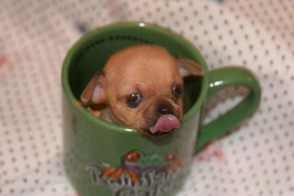 Pumped-Up Pup - More coffee?