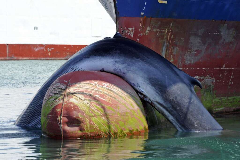 Une baleine percutée par un cargo -