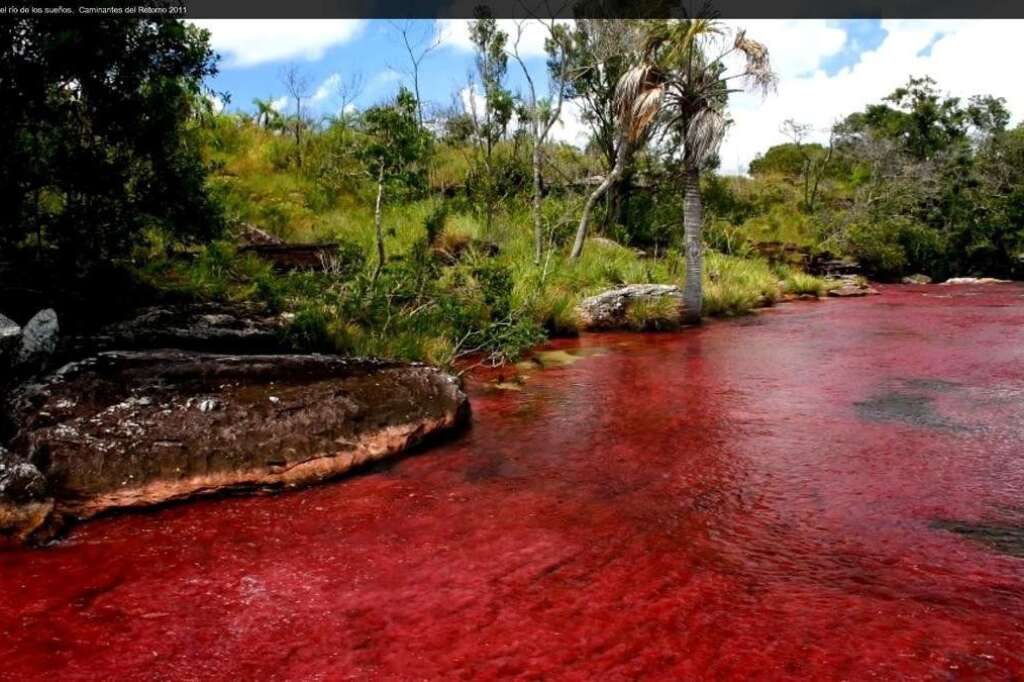 Rivière Cano Cristales - Située en Colombie, cette rivière reste pendant la majeure partie de l'année normale. Mais entre septembre et novembre, le fond de l'eau se teinte de rouge. La raison? Les algues "Macarenia clavigera", caractéristiques de la zone, deviennent rouges lorsque à faible débit, ils commencent à se reproduire.