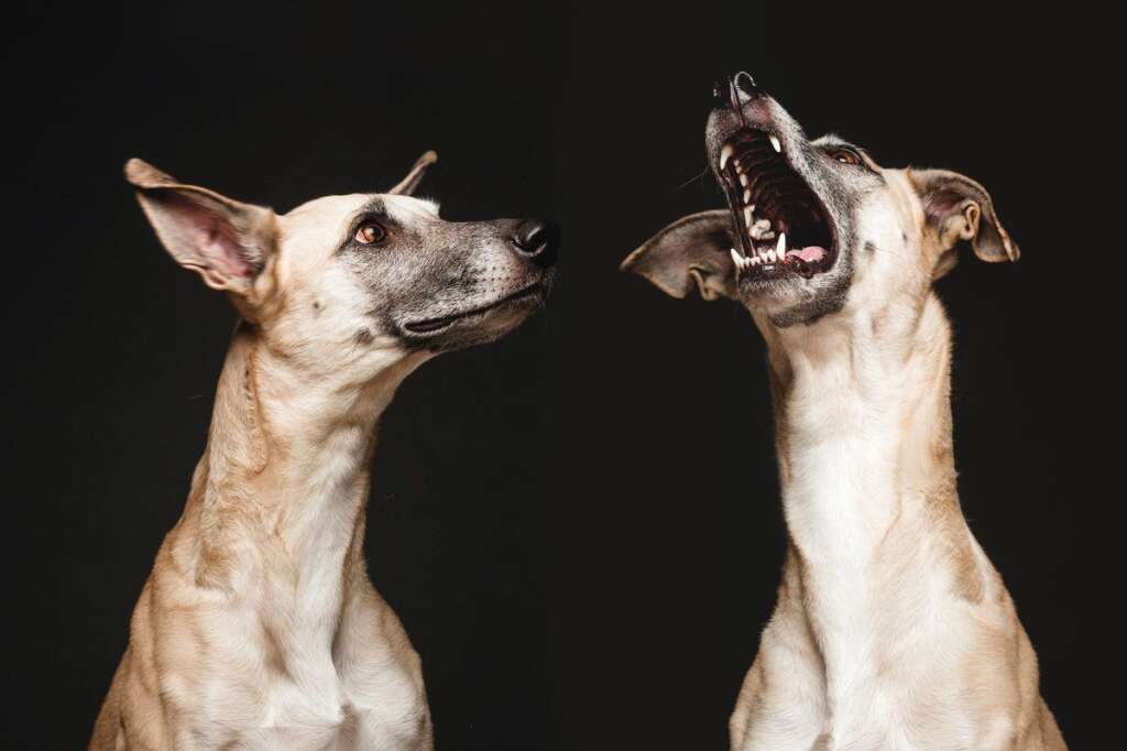 Twist And Shout - <a href="https://www.facebook.com/pages/Wieselblitz/113760441993521">Elke Vogelsang</a>/<a href="http://wieselblitz.de/en/">wieselblitz.de</a>