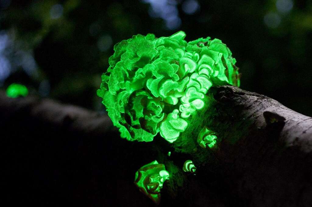 Foxfire - Il ressemble à un cerveau d'alien ou un chou radioactif. Ce foxfire bioluminescent est en fait créé par certaines espèces de champignons sur du bois en décomposition.    La luminosité des couleurs (vert ou bleu) a pour objectif d'attirer les insectes pour répandre leurs spores et se reproduire.