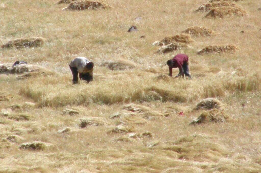 La récolte - Les agriculteurs éthiopiens récoltent à la main les tiges mûres qui renferment les petites graines comestibles.