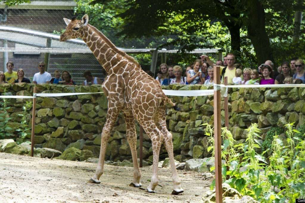 - Un girafon d'un jour fait ses premiers pas, au Artis Zoo, à Amsterdam.