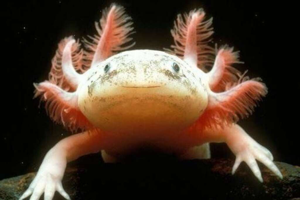 3. L’axolotl -