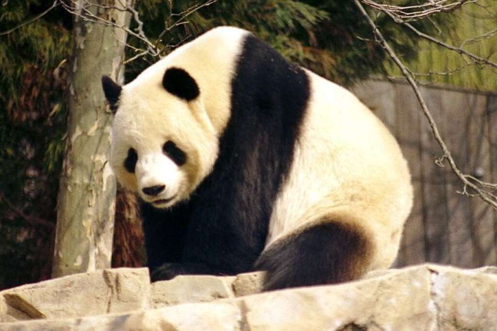 Le panda géant - Environ 1.600 pandas vivent encore en pleine nature. Leur habitat se réduit sans cesse, car de plus en plus d'hommes abattent les forêts pour avoir du bois et pour y faire de l'agriculture, et il reste donc de moins en moins de bambous. De plus, les pandas géants sont parfois tués pour leur magnifique pelage ou bien meurent dans des pièges placés pour attraper d'autres animaux.