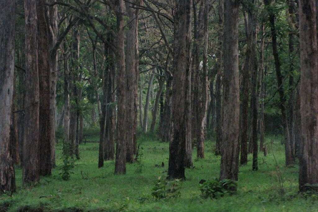 Les bois de Ségolène Royal - La ministre de l'Ecologie déclare posséder une parcelle de bois de 16 ares d'une valeur de 500 euros dans les Deux-Sèvres. Elle déclare également être propriétaire d'un jardin estimé à 19.500 euros.