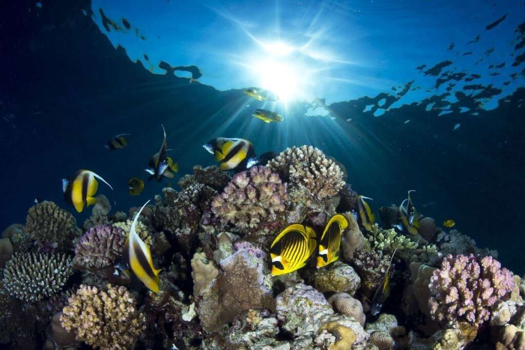 Angle sauvage - Troisième Place - Pietro Cremone - Chaetodon lunula et pomacanthidae sur un récif de la mer rouge, près de Sharm el Sheik, Egypte.