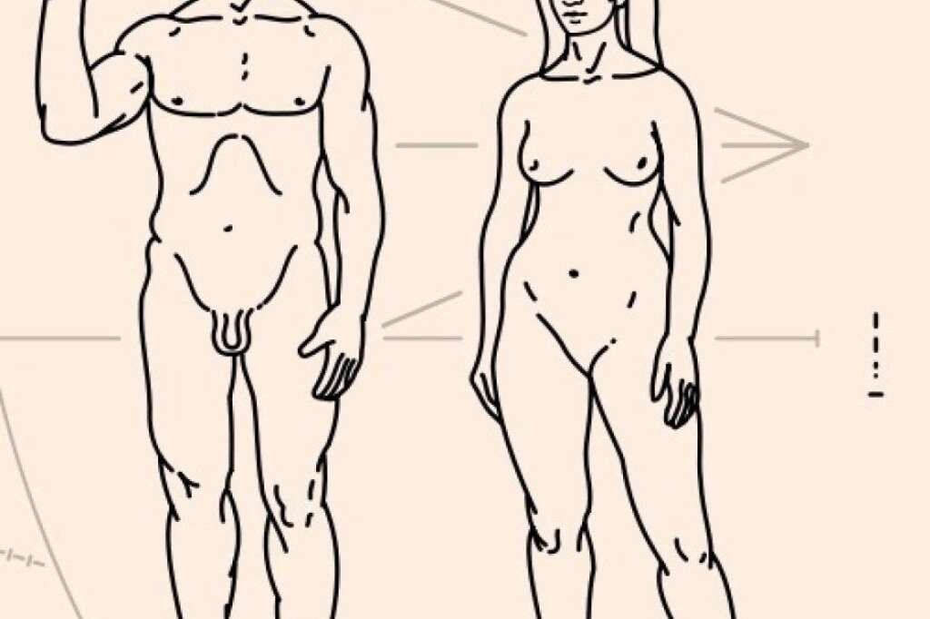 Les organes génitaux masculins et féminins sont complètement différents - Quoi de plus différent qu'un pénis et un vagin ? Et pourtant, à l'état embryonnaire, les organes génitaux sont identiques jusqu'à la sixième semaine. Ils se différencient ensuite en fonction des chromosomes présents.