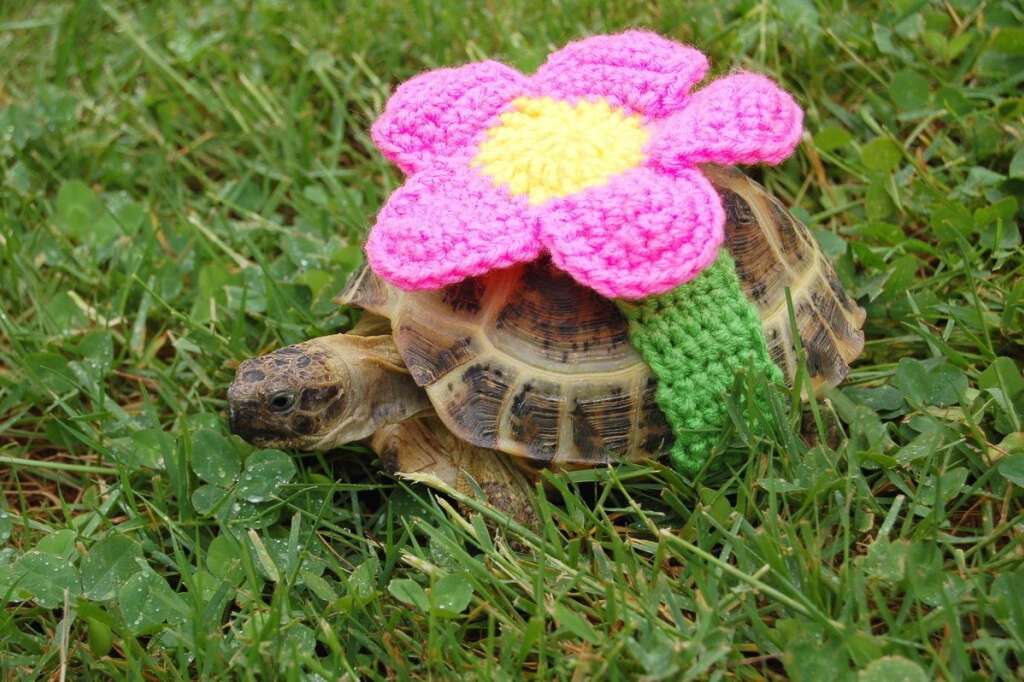 Les costumes de Katie Bradley - Une tortue déguisée en fleur