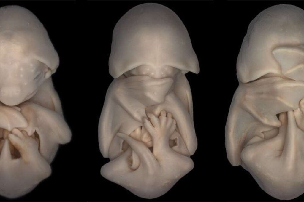 20. Embryons de chauve-souris -