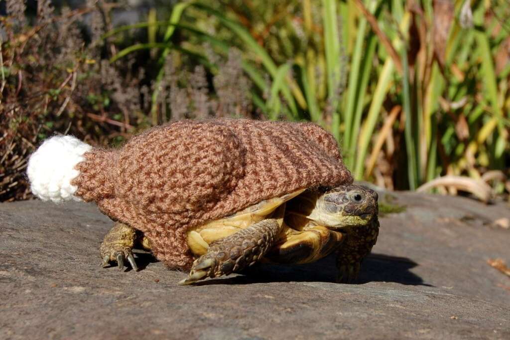Les costumes de Katie Bradley - Une tortue déguisée en rôti