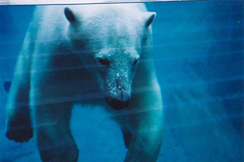 L'ours polaire - On estime qu’il existe environ 22 000 individus restants. Ils représentent une des victimes les plus exposés du changement climatique. En effet, le réchauffement climatique contribue à faire disparaître son habitat, chaque année la banquise de l’Arctique (celle qui est censée être permanente), fond de plus en plus.