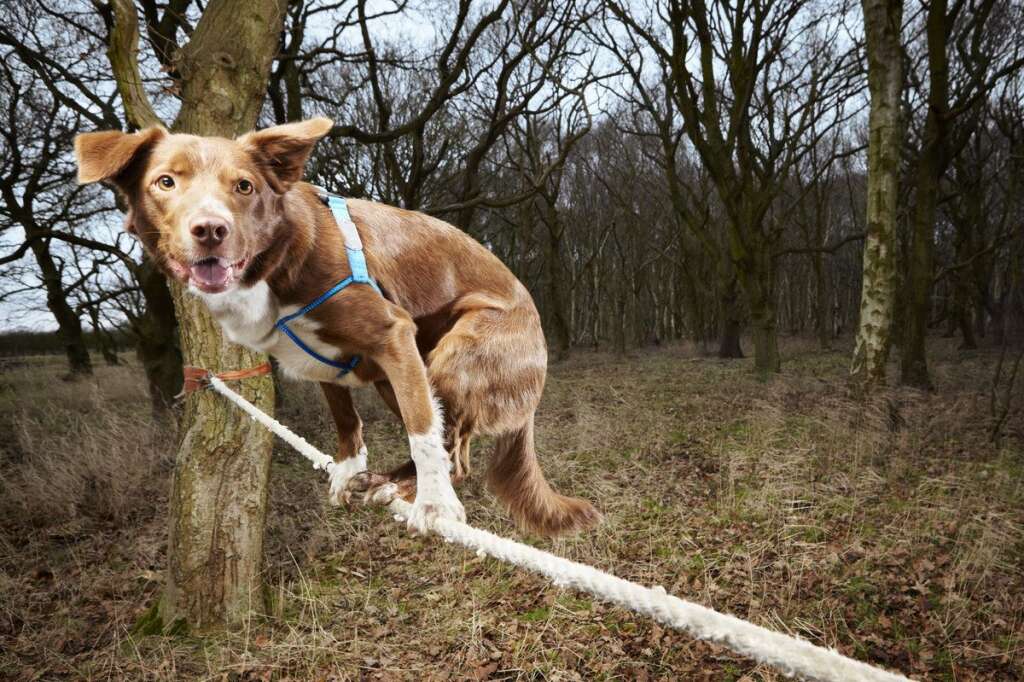 La traversée d'une corde raide par un chien la plus rapide - Cette traversée a été effectuée en 18,22 secondes. Le chien s'appelle Ozzy, un Border Collie croisé avec un Kelpie. Il vit à Norfolk, au Royaume-Uni.