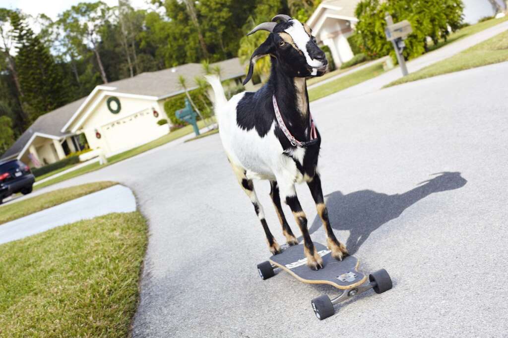 La plus grande distance parcourue par une chèvre en skateboard - Cette chèvre a parcouru 35,97 m en skateboard et ce en 25 secondes. Elle se nomme Happie et vient de Fort Myers, en Floride.