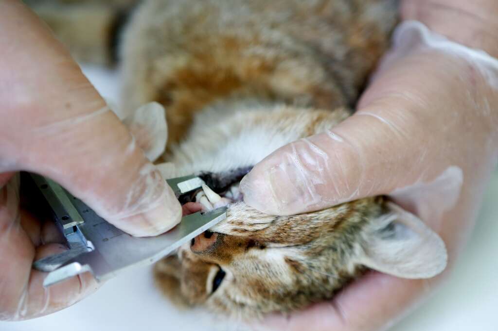 - Le chat-renard possède de longues canines aiguisées, "très développées" pour citer les mots des chercheurs de l'Office national de la chasse et de la faune sauvage. 