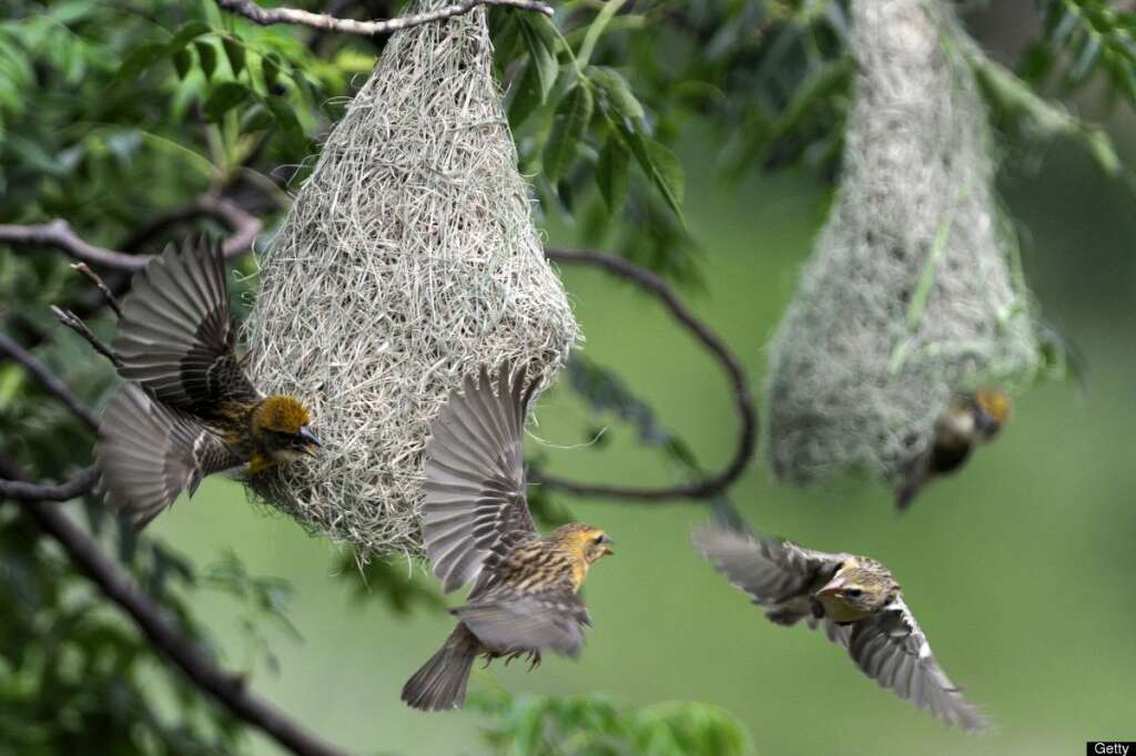 - Des tisserins volent de nid en nid à Kathmandu, au Népal.