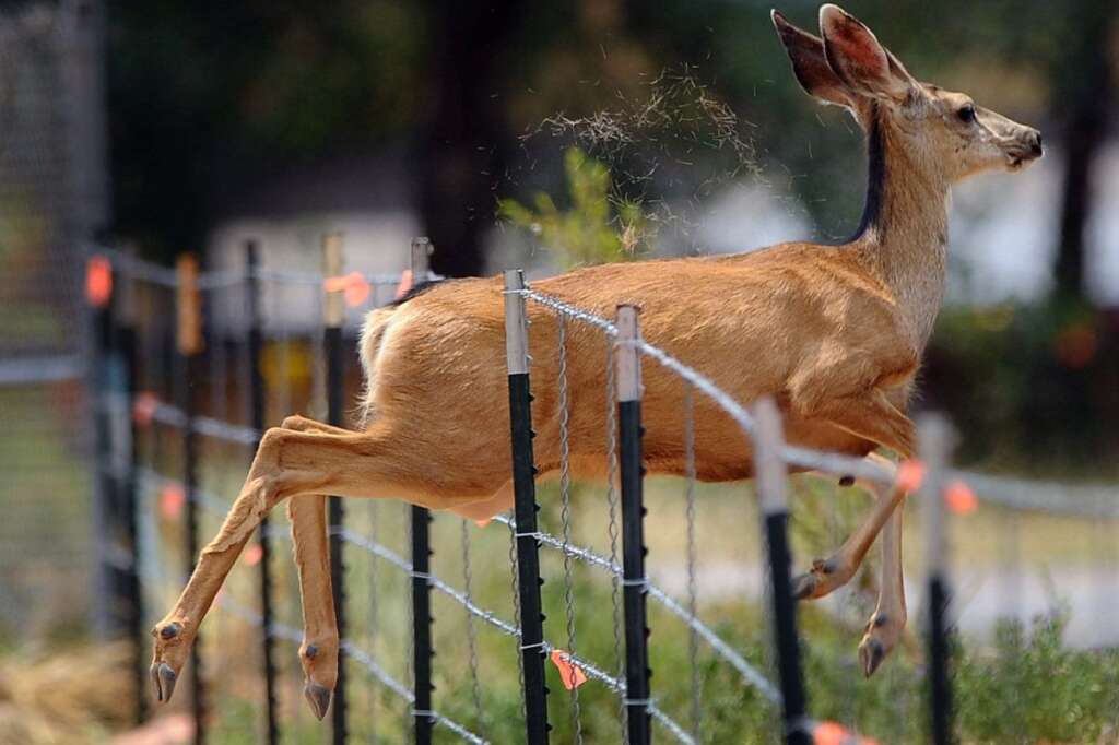 A deer jumps through a fence along U.S. Highway 24 near Manitou Springs, Colo., as a wildfire burns near Cascade, Colo., on Sunday, June 24, 2012. The fire erupted and grew out of control to more than 3 square miles early Sunday, prompting the evacuation of more than 11,000 residents and an unknown number of tourists. (AP Photo/The Colorado Springs Gazette, Christian Murdock)