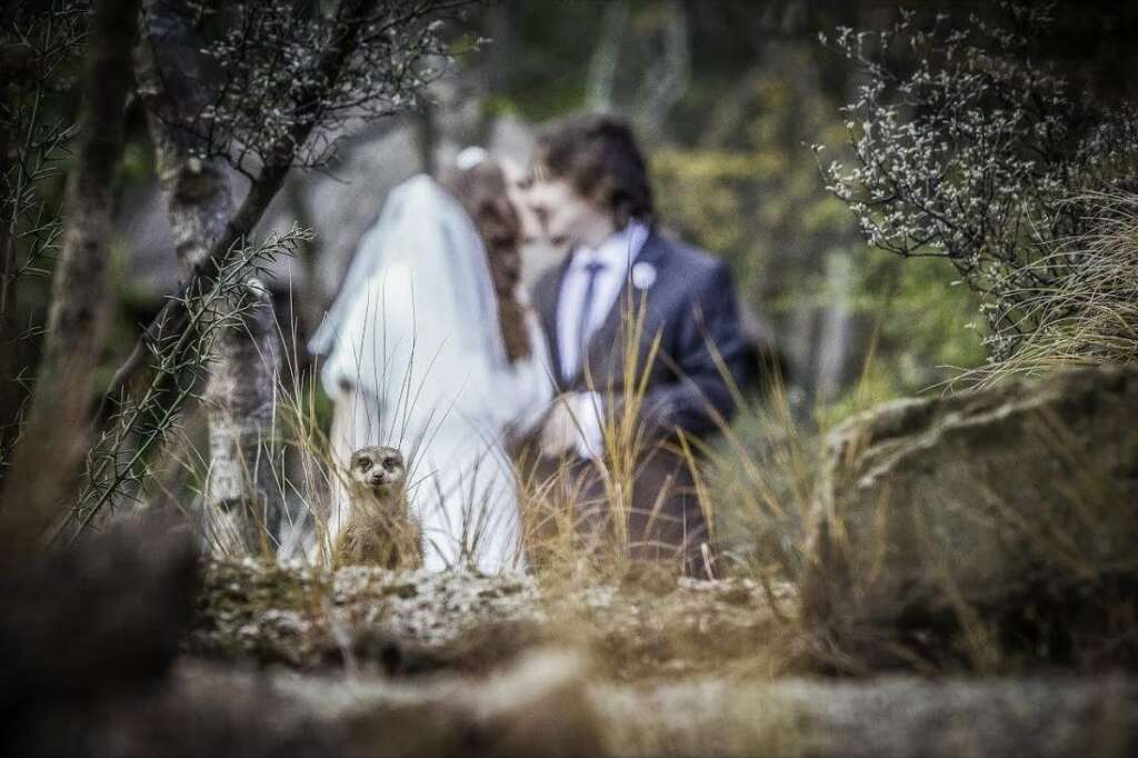Meerkat Manor - This couple was going for a "woodland fantasy" look and a furry party-crasher got the memo.  <em style="font-size: 10px;">Photo Credit: <a href="http://www.mcookphotography.co.uk" target="_hplink">Mike Cook Photography</a></em>