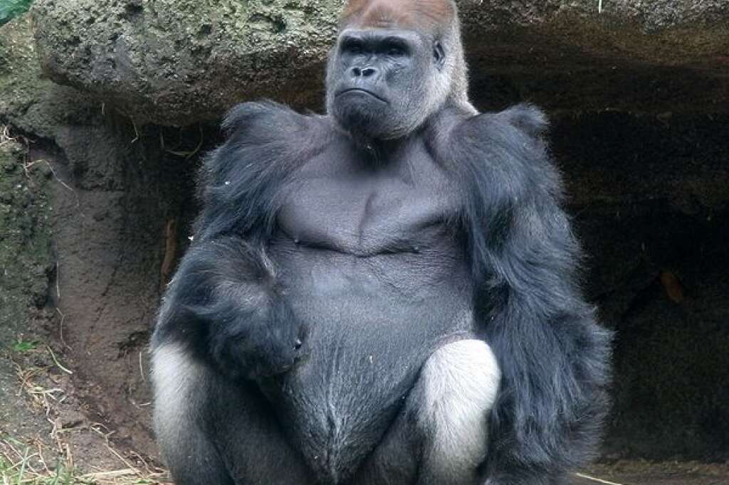Le gorille - L'ADN des gorilles est de 98 % à 99 % identique à celui de l'homme. Ils sont les êtres vivants les plus proches de l'homme après le Bonobo et le Chimpanzé. Toutes les espèces de gorilles sont inscrites sont déclarées comme en danger d'extinction voire en danger critique d'extinction.