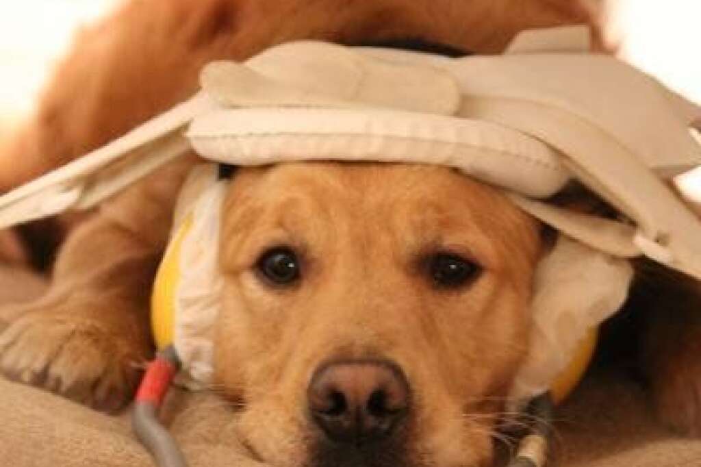 Un chien prêt pour l'examen - Ce chien très calme a été entraîné à rester immobile le temps de l'examen. Afin de ne pas l'effrayer les scientifiques lui ont placé un casque anti-bruit sur les oreilles et un cousin sur la tête.