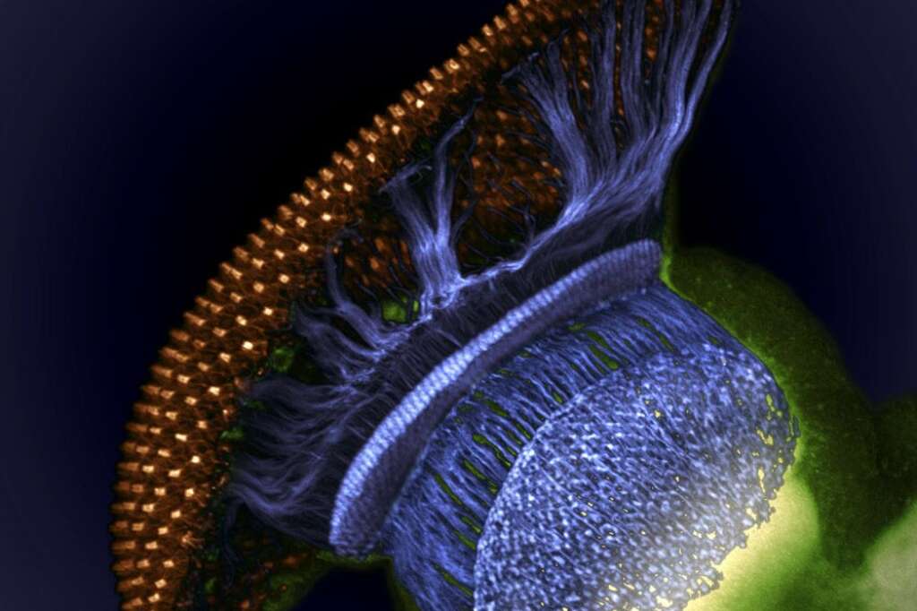 4. Développement pupillaire de Drosophila melanogaster (mouche) -